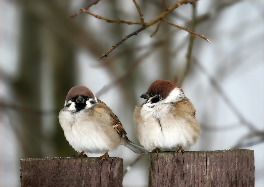 photo "Duet ("What do you want from me?")" tags: nature, птицы