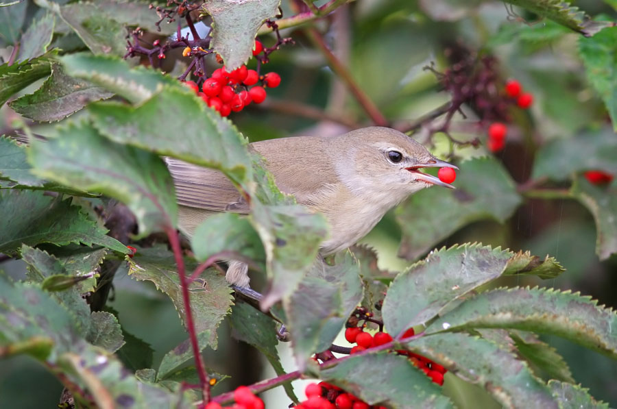 photo "***" tags: nature, 