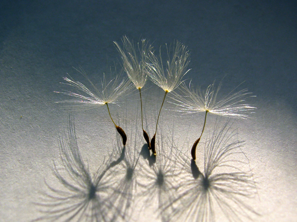 photo "Dance of the Little Swans" tags: macro and close-up, humor, still life, 