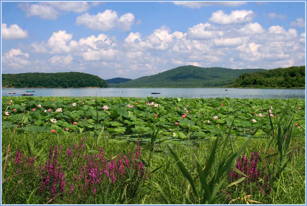 photo "***" tags: landscape, clouds, flowers, summer