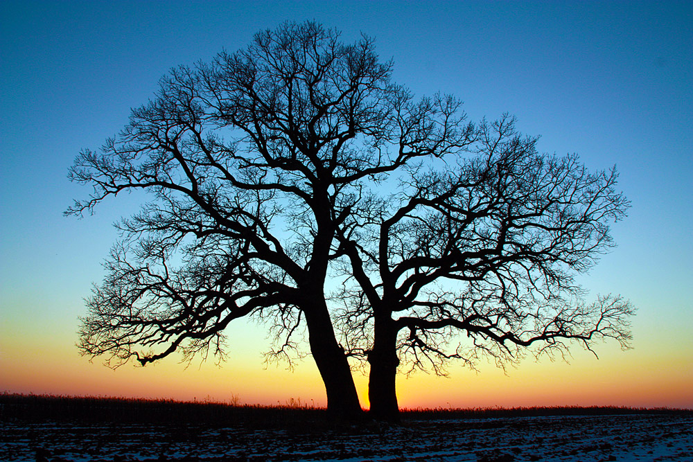 фото "Twilight" метки: пейзаж, colors, field, trees, закат, зима