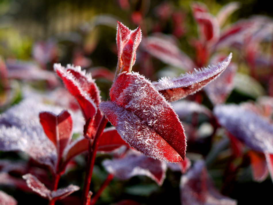 photo "Frost" tags: nature, frost