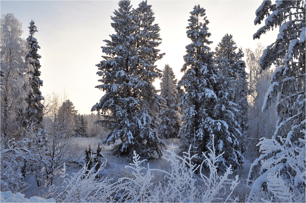 photo "***" tags: landscape, forest, hoarfrost, snow, sunset, winter, ели