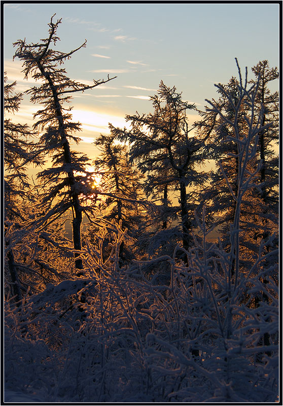 photo "***" tags: landscape, taiga, winter, мороз