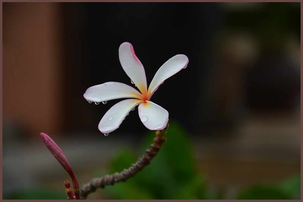 photo "***" tags: nature, misc., flowers