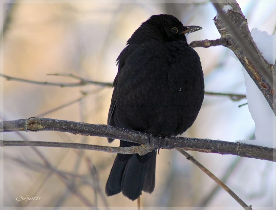 photo "svart   trast" tags: nature, 