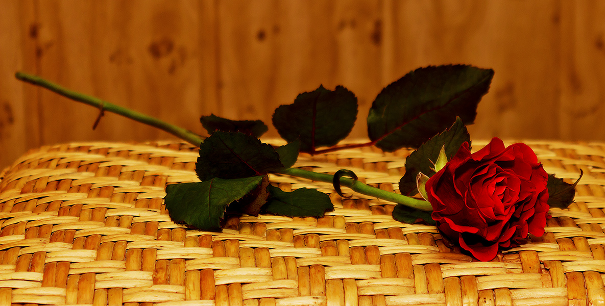 фото "Небрежно брошенная роза ....." метки: макро и крупный план, природа, роза
