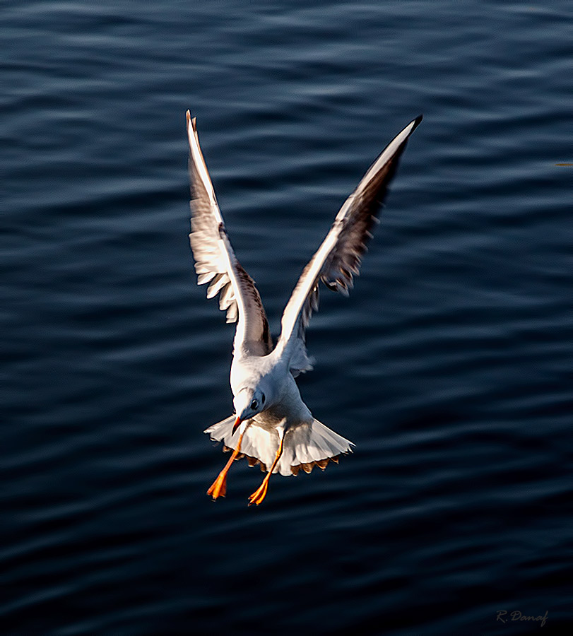 photo "Landing" tags: nature, bird