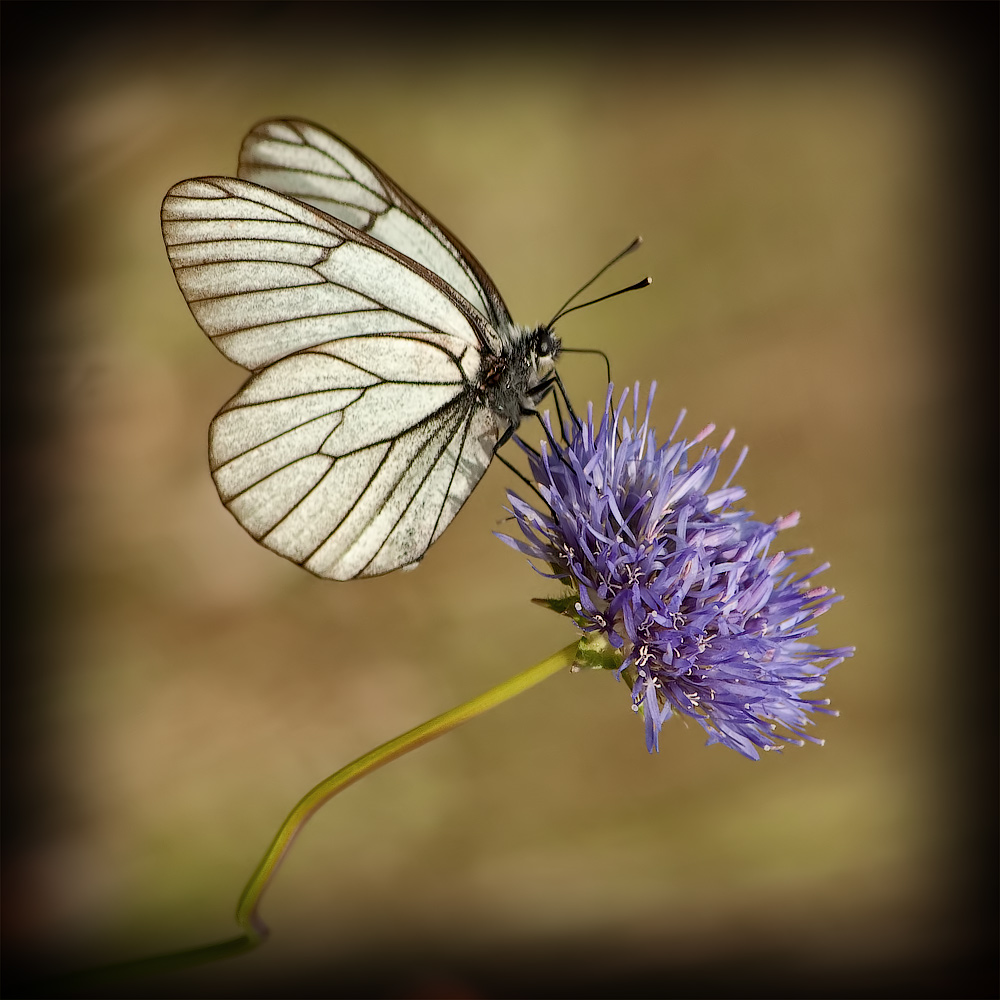 фото "Бабочка на голубом" метки: макро и крупный план, butterfly, бабочка, макро, насекомое
