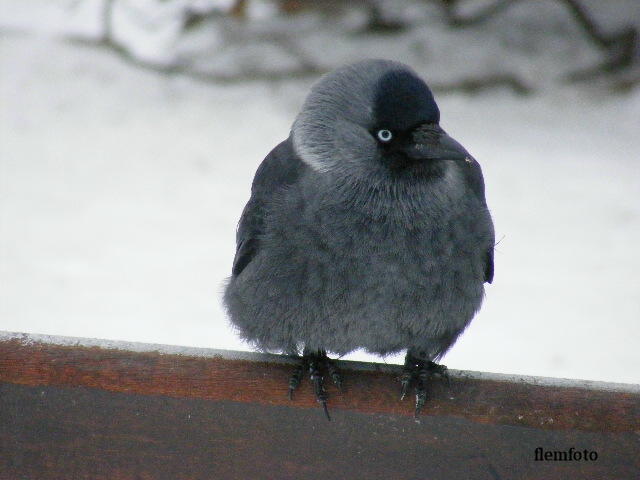 photo "Winter friends" tags: nature, Europe