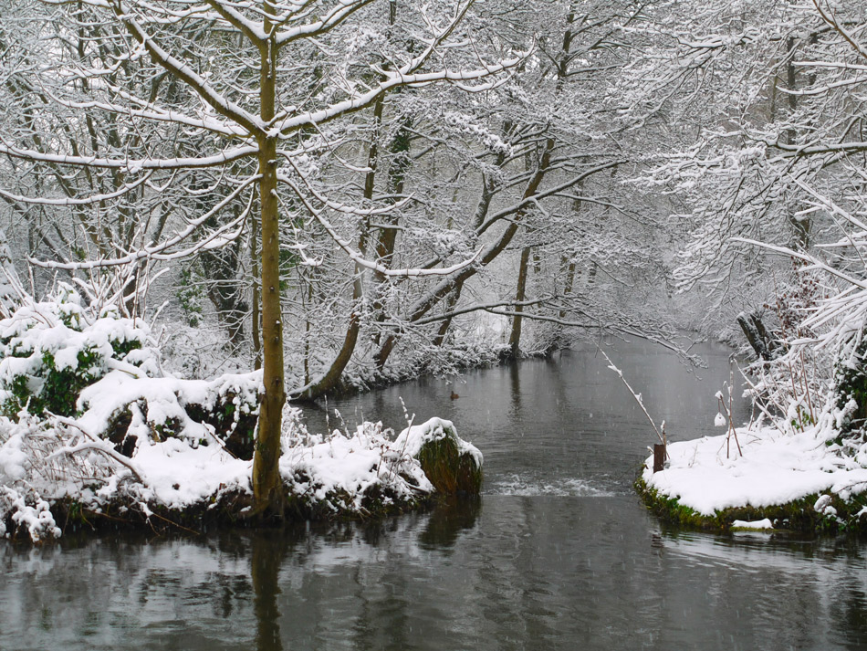 photo "First snow" tags: landscape, forest, winter