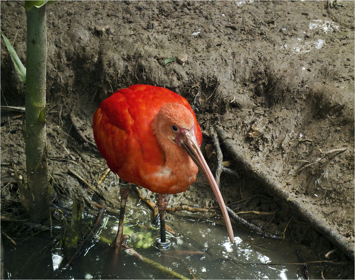 photo "Fire IBIS" tags: nature, 