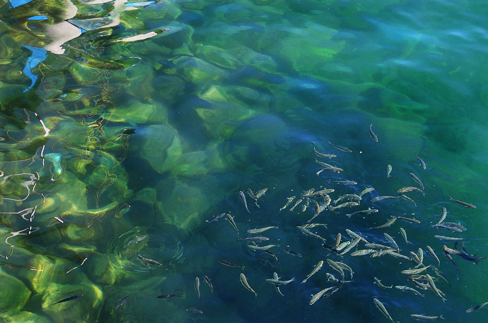 photo "***" tags: nature, sea, кефаль, рыба