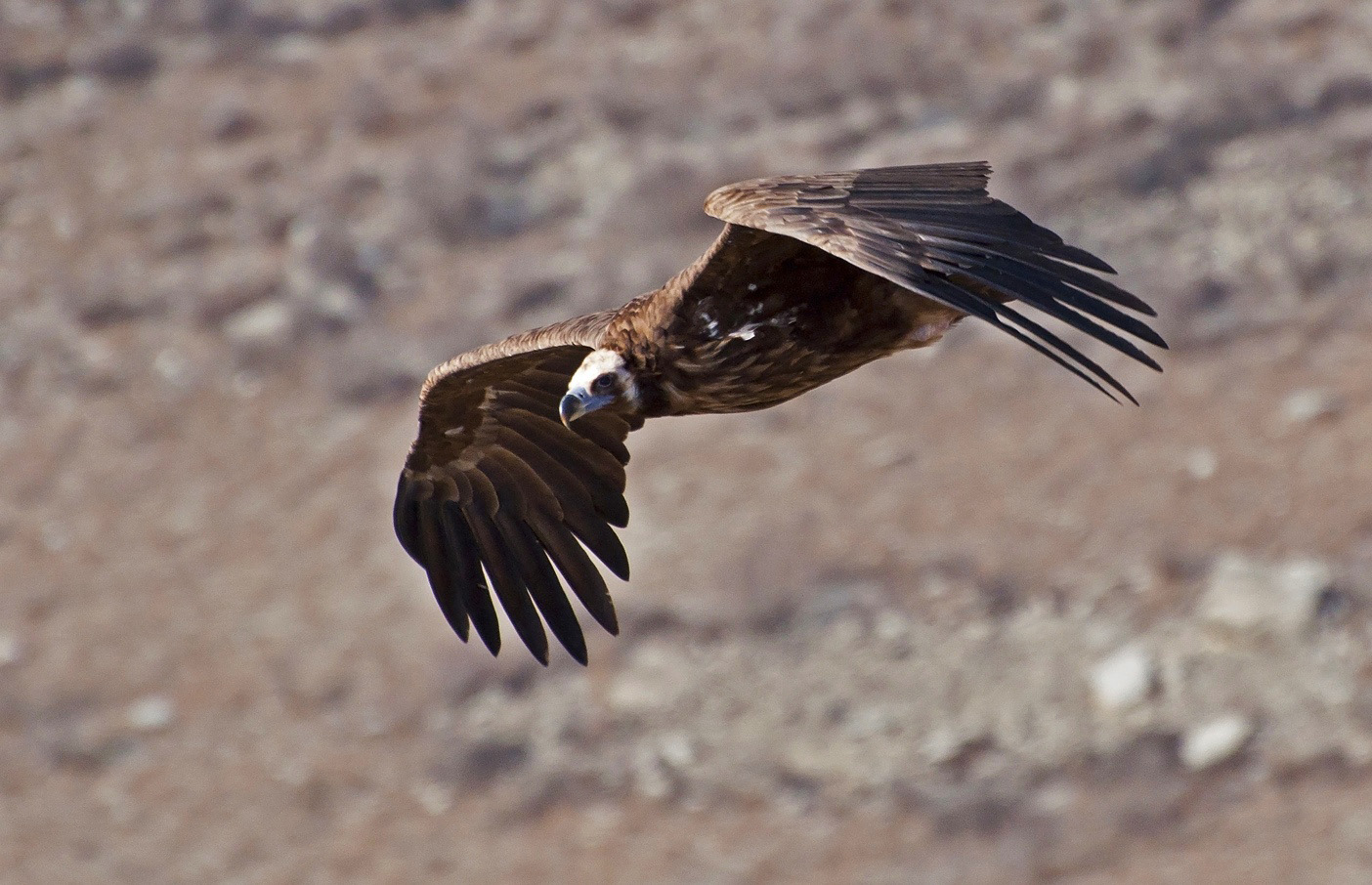 photo "***" tags: , flight, look, wild animals, гриф, размах