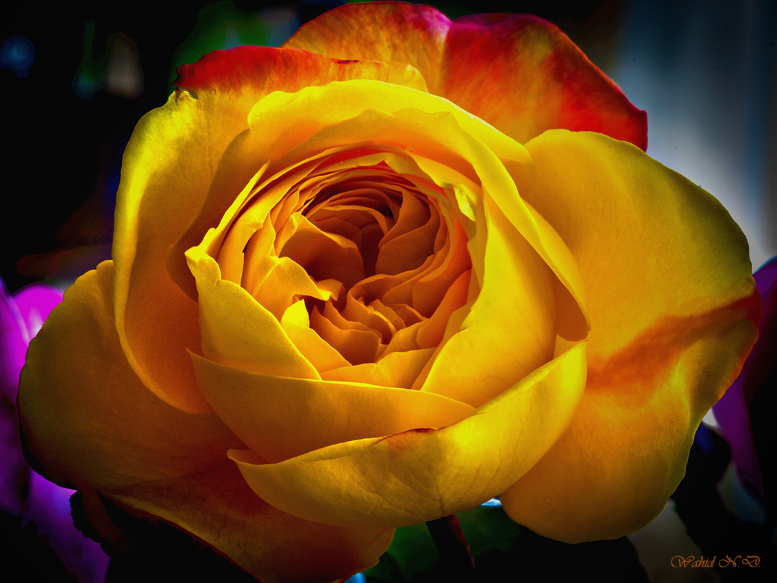 photo "Blushing Rose" tags: nature, macro and close-up, Africa