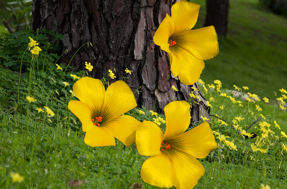 photo "Park" tags: nature, digital art, Europe, beauty., flowers, forest, portugal, summer