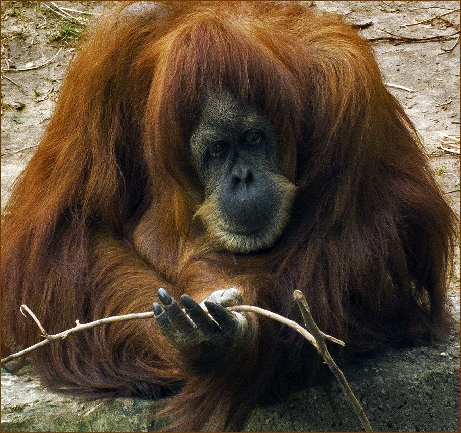 photo "Cogito ergo sum." tags: nature, portrait, the orang-utan, the thinker, мыслитель, орангутан