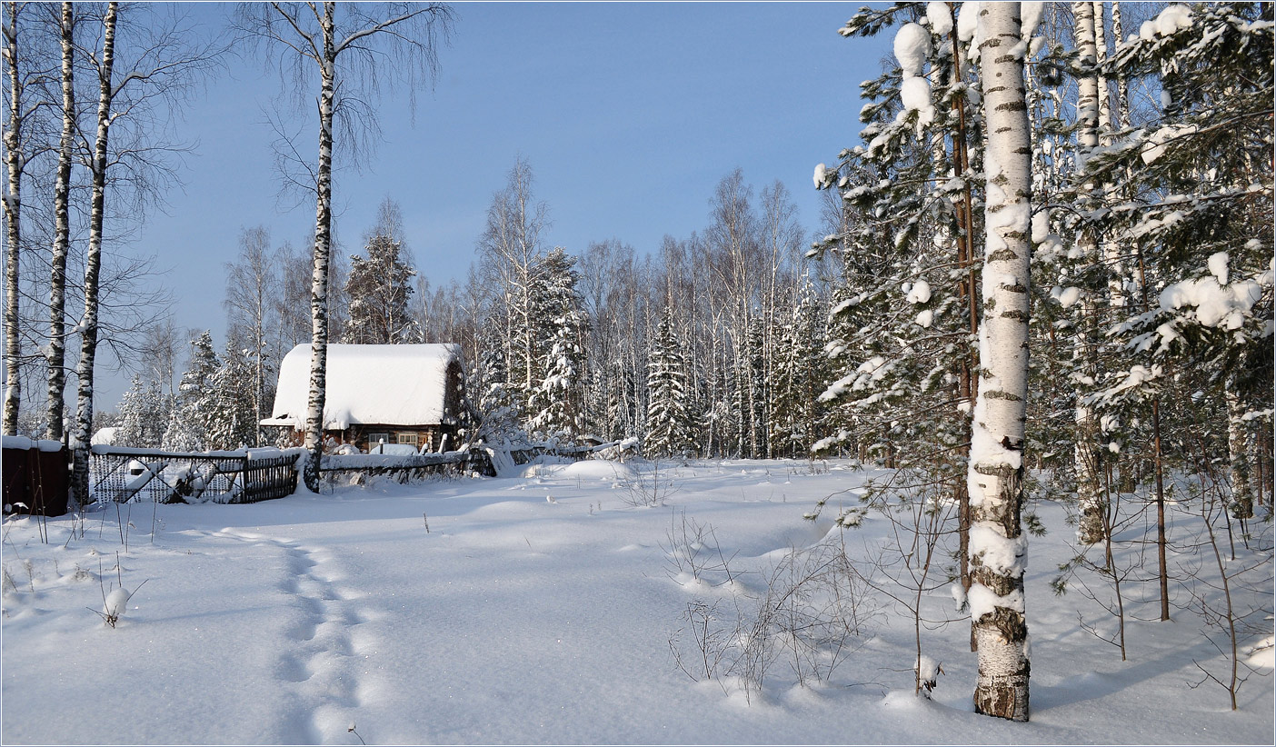 photo "***" tags: landscape, birches, forest, hoarfrost, snow, winter, деревня, дома, ели