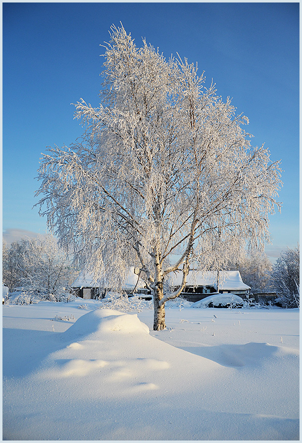 фото "Белая береза под моим окном" метки: пейзаж, природа, зима, снег
