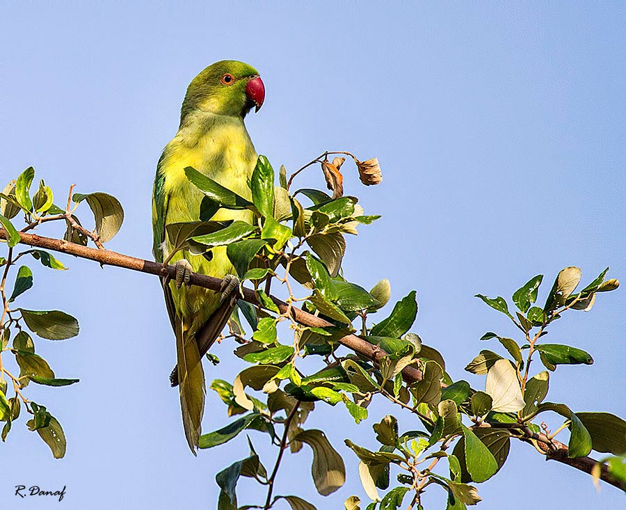 photo "The parrot 03" tags: nature, bird