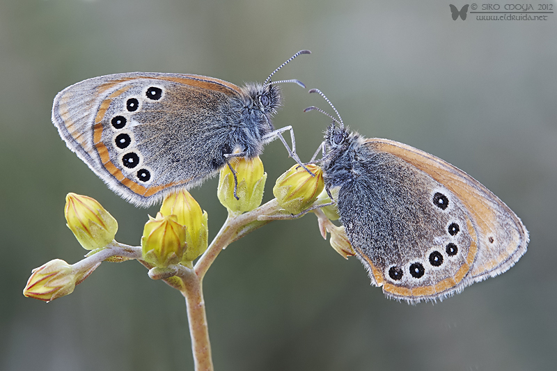 photo "2 Coenonympha glycerion" tags: nature, macro and close-up, Coenonympha glycerion butterfl