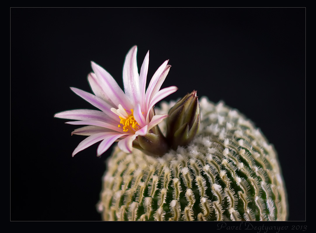 photo "* * *" tags: macro and close-up, nature, flowers