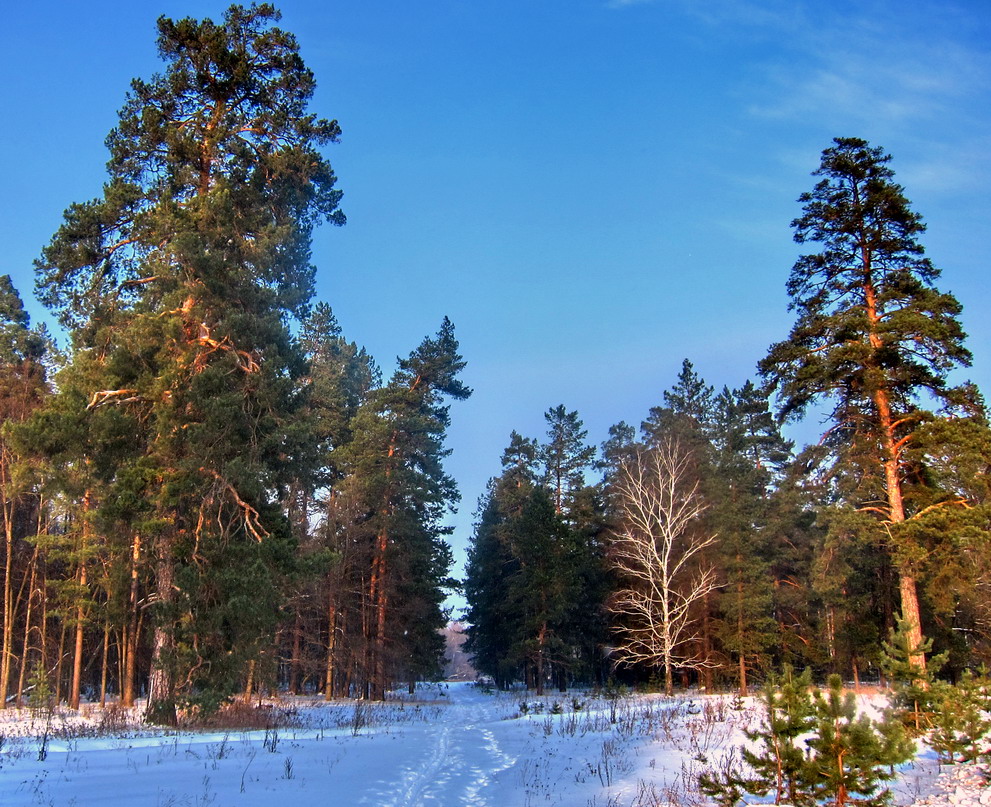 photo "***" tags: landscape, forest, winter, мороз