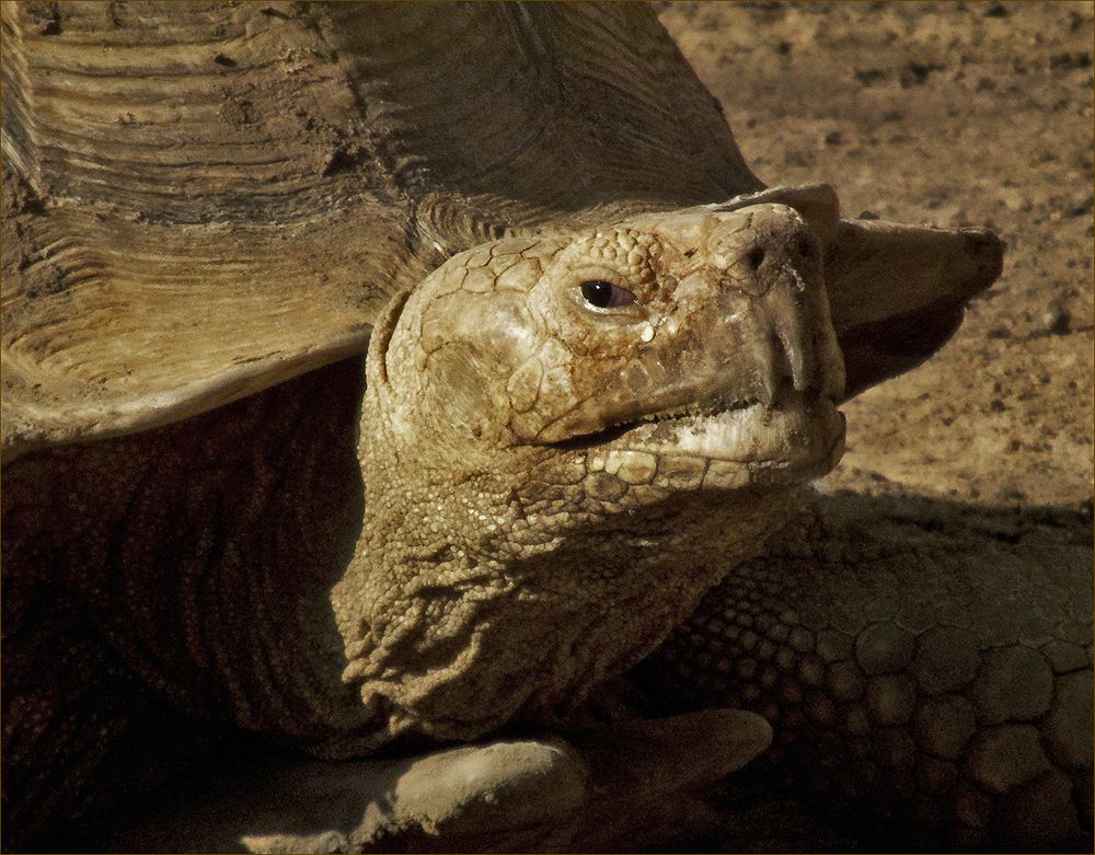 photo "General armored forces" tags: nature, turtle, черепаха