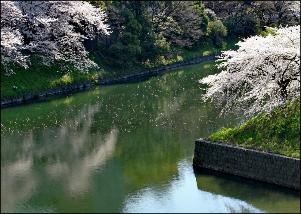 photo "***" tags: , Asia, flowers, spring