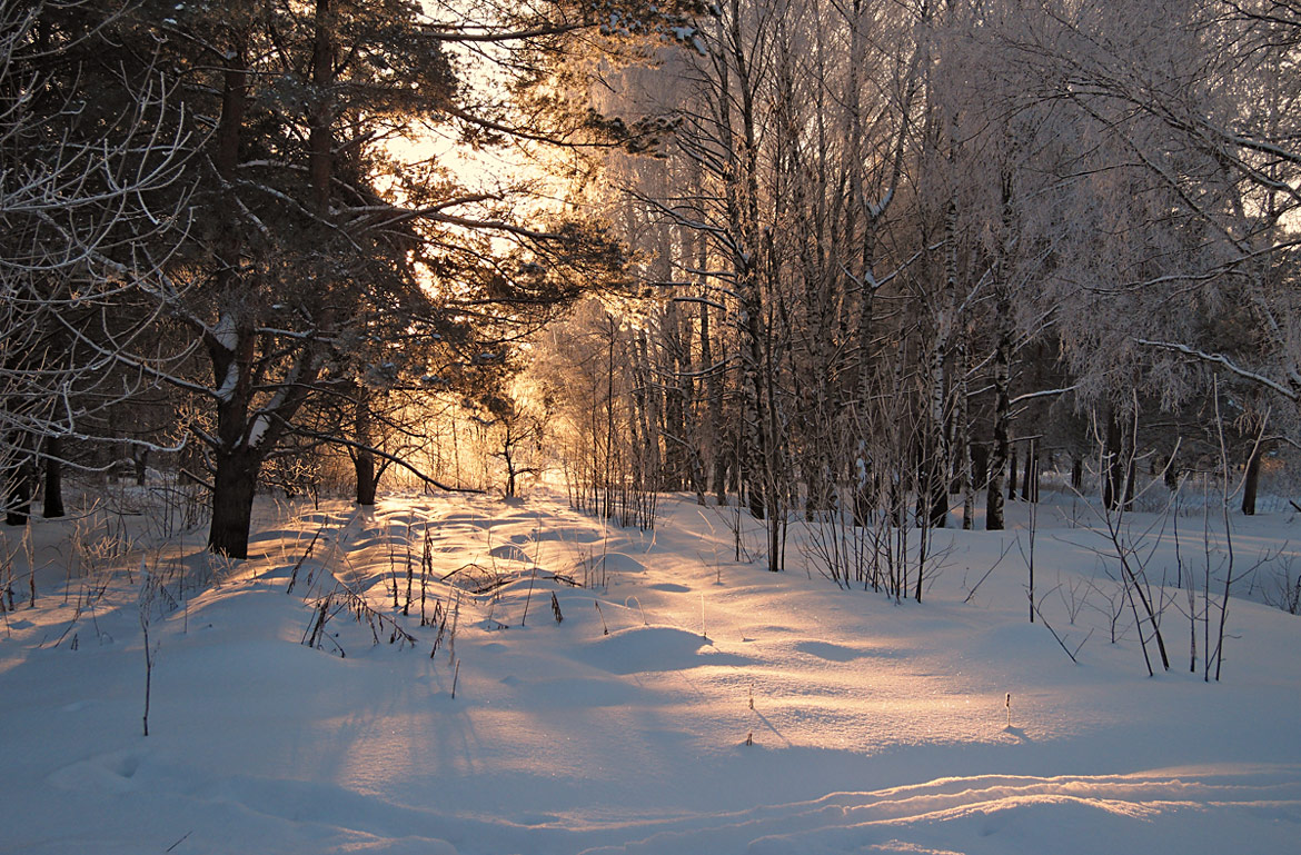 фото "Утро в зимнем лесу" метки: пейзаж, зима, лес, снег, солнце