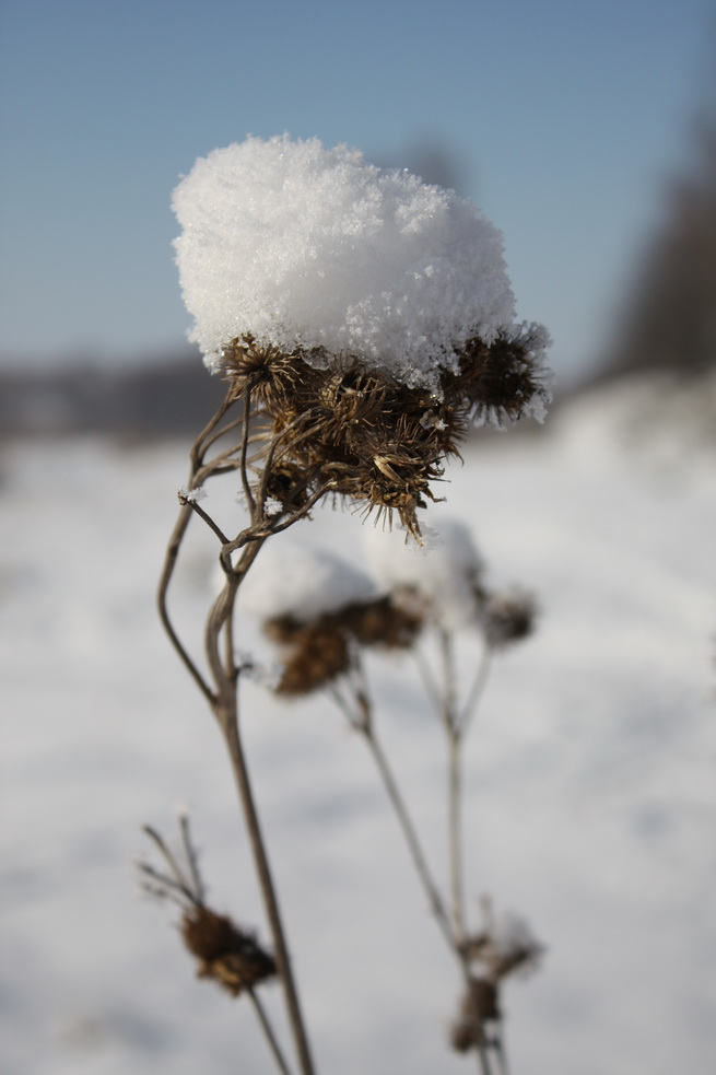 photo "Little cap" tags: nature, 