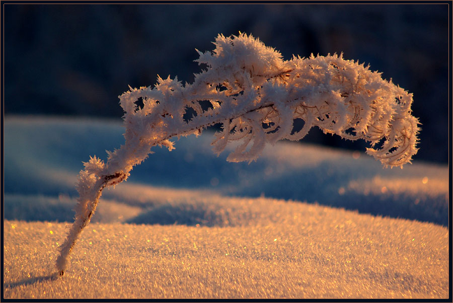 фото "Под тяжестью зимы" метки: природа, иней, кипрей