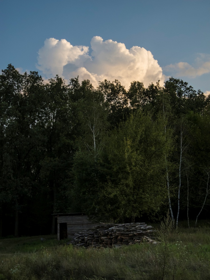 фото "на заходе солнца" метки: пейзаж, лес, облака