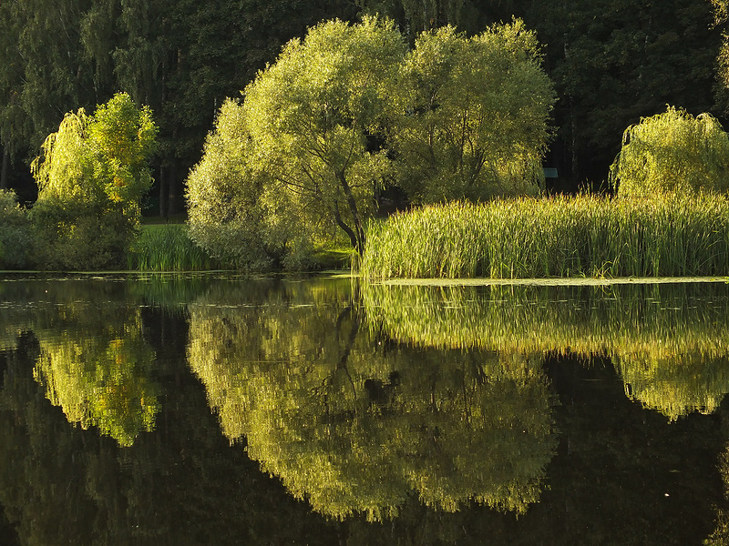 photo "***" tags: landscape, pond, summer, water, зелень, отражение