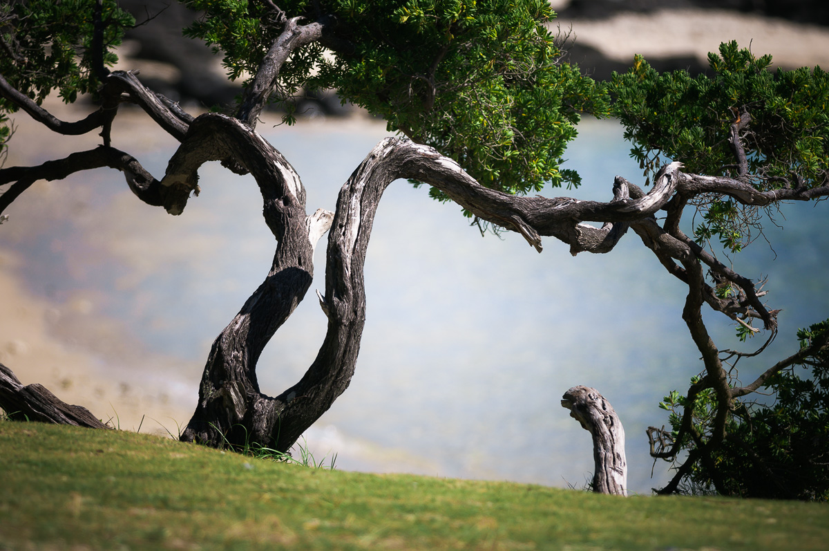 photo "***" tags: nature, landscape, Africa, coast, plant, tree, Маврикий