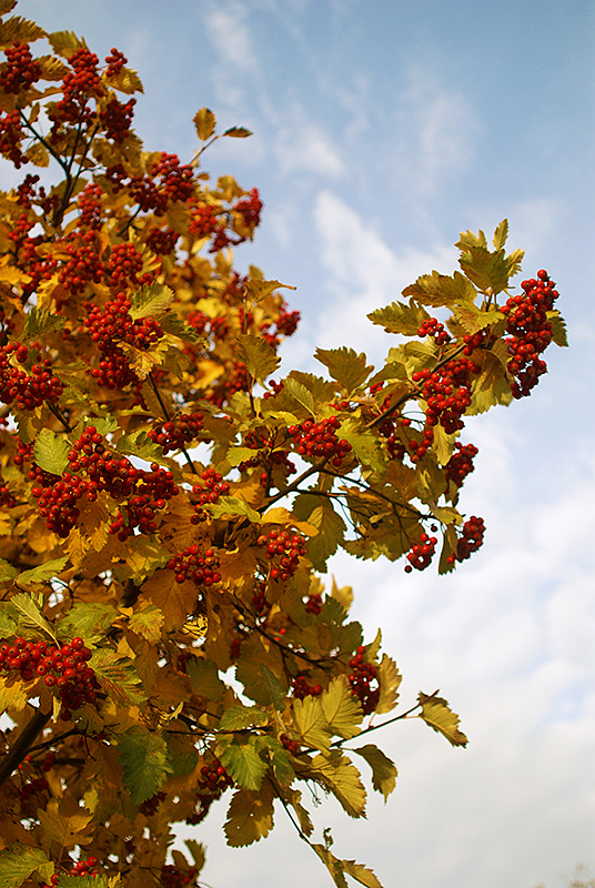 photo "Вот и осень" tags: landscape, autumn, sky, tree