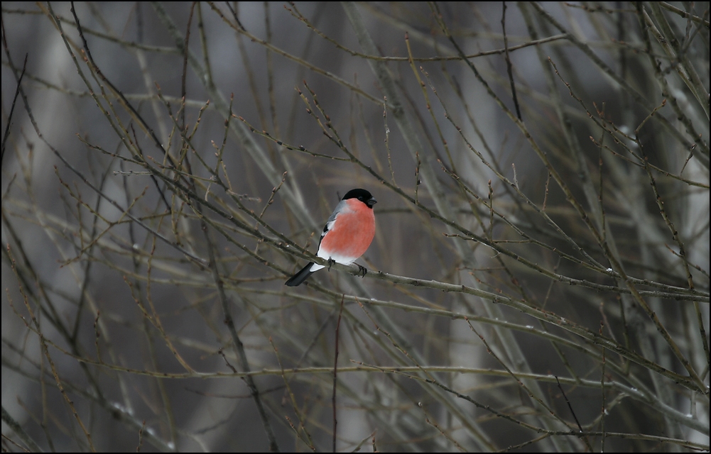 photo "Gloomy morning of the New Year" tags: nature, снегирь