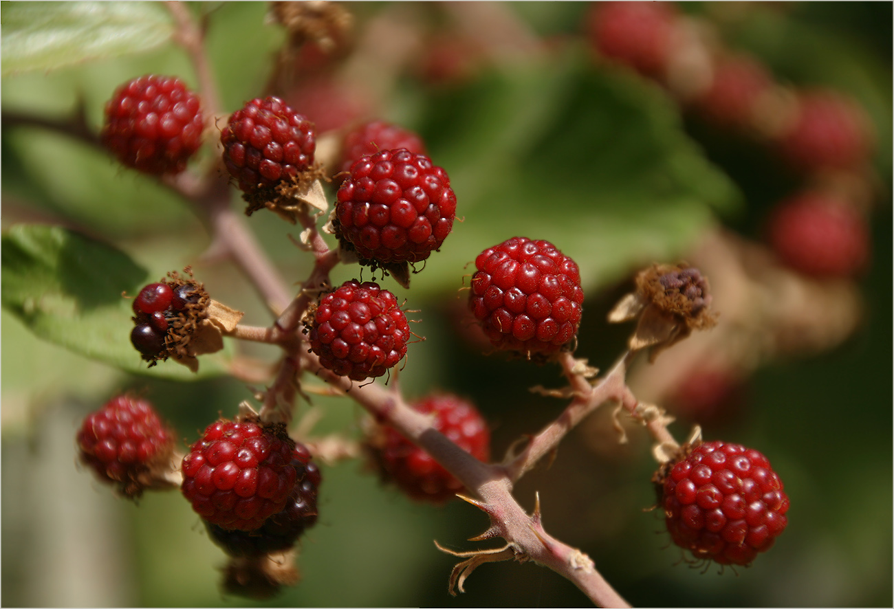 photo "The wild blackberries" tags: nature, macro and close-up, 