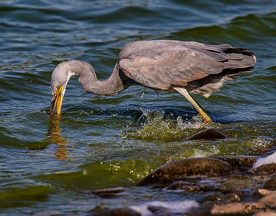 photo "Fishing 2" tags: nature, bird