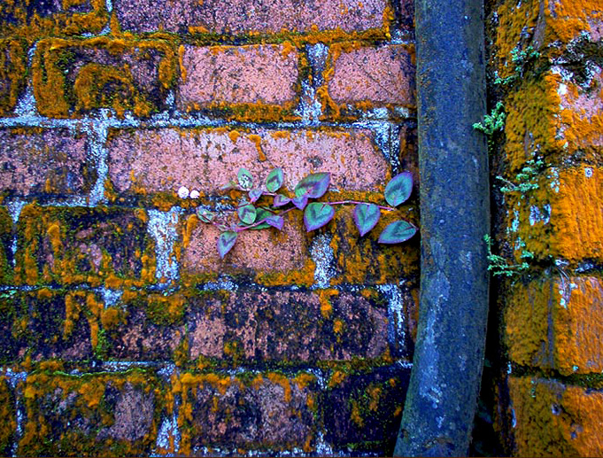 photo "The wall" tags: macro and close-up, 