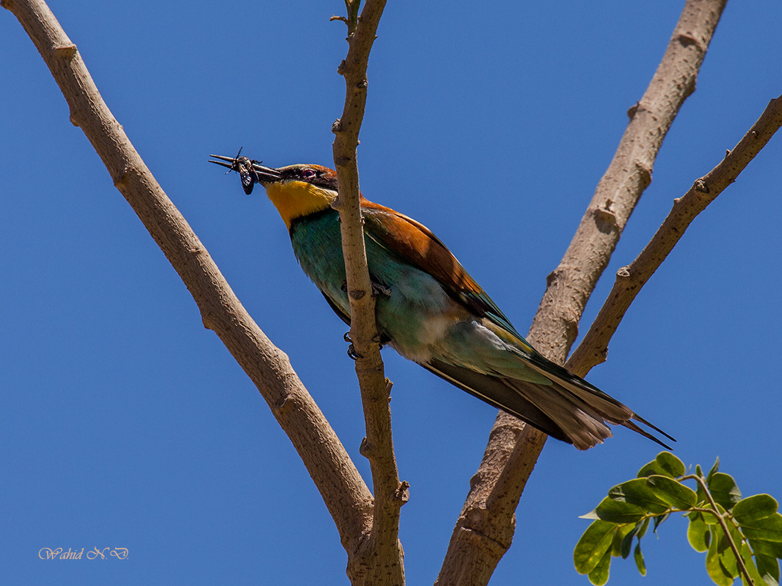 фото "The Bee eater" метки: природа, путешествия, 