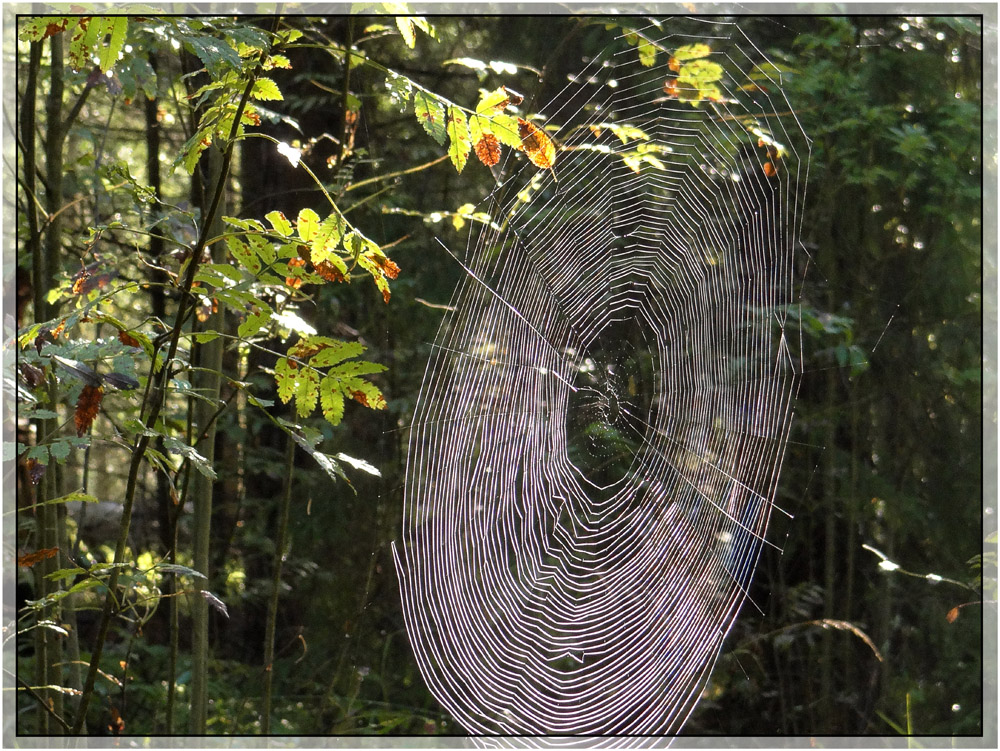 photo "***" tags: nature, forest, summer, паутина