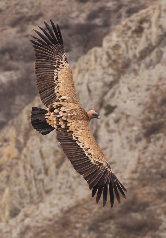 photo "***" tags: nature, flight, look, mountains, wild animals, wings, Сип, размах