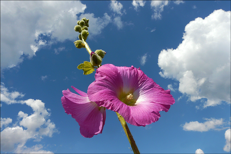 photo "***" tags: macro and close-up, clouds, flowers, macro, sky