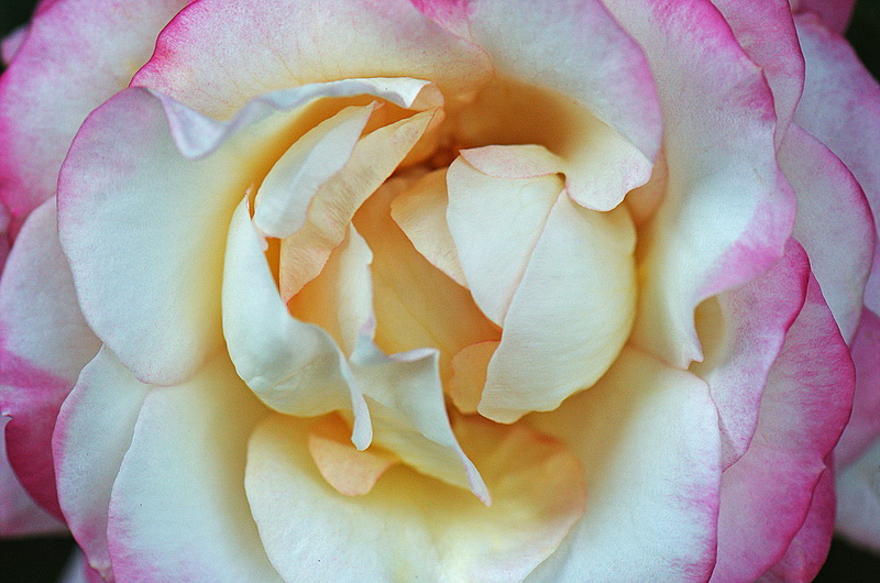 photo "Good Morning, Earth" tags: macro and close-up, 