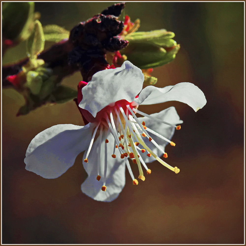 photo "Hello, Spring!" tags: nature, macro and close-up, spring, tree, абрикос, цветение