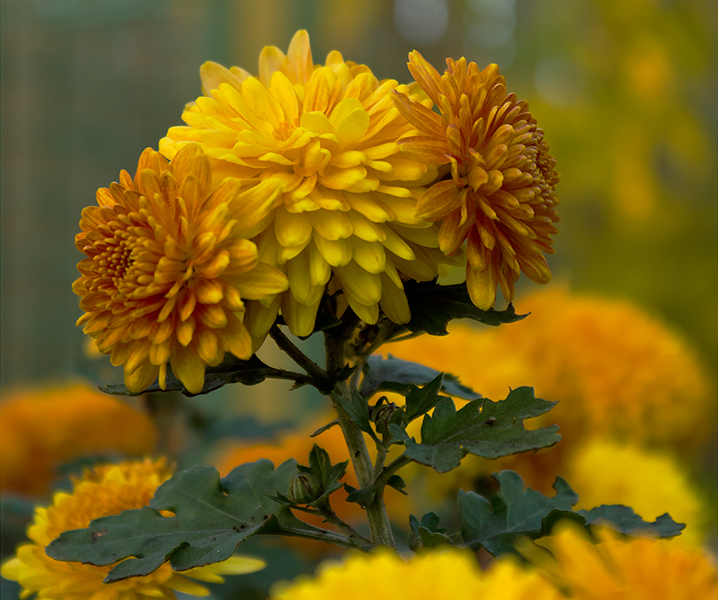 photo "***" tags: nature, macro and close-up, Ukraine, flowers, Запорожье, октябрь, хризантемы