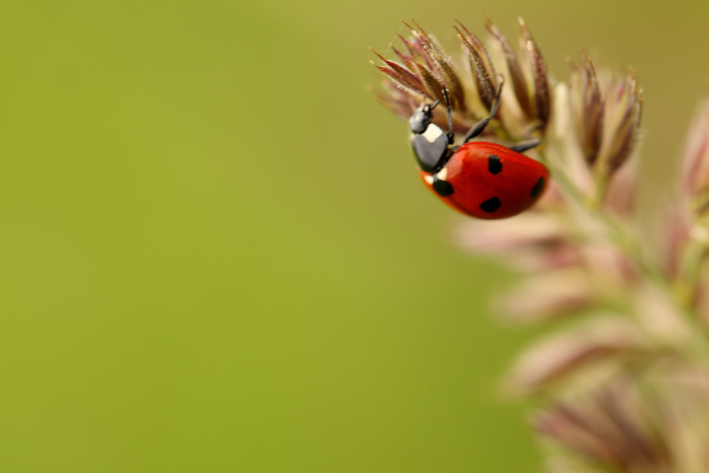 photo "***" tags: nature, macro and close-up, grass, meadow, божья коровка, жук