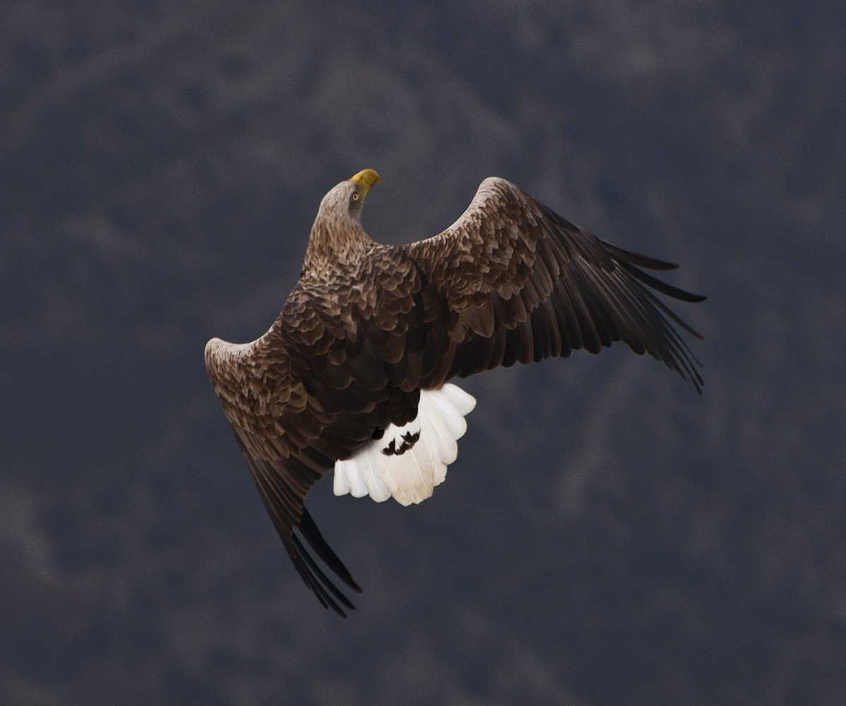 photo "***" tags: nature, flight, look, mountains, wild animals, wings, размах