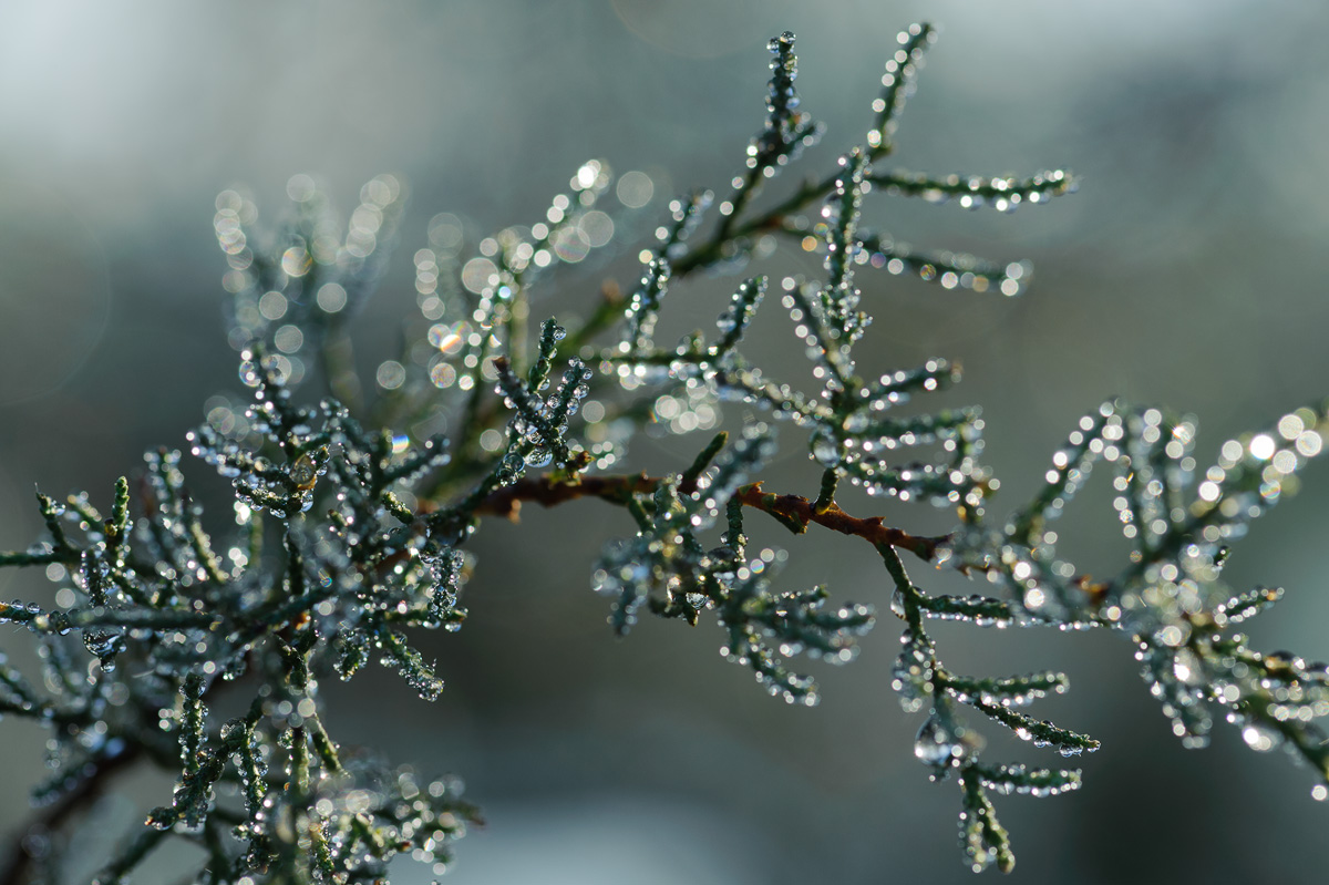 photo "***" tags: macro and close-up, nature, Europe, Spain, morning, tree, капли, роса